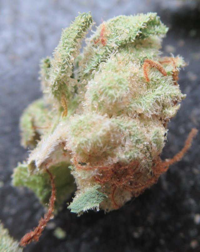 microsplitnugtop.jpg
