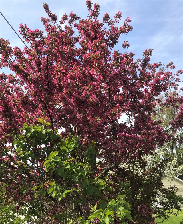 Tree blossoms purple2.jpeg