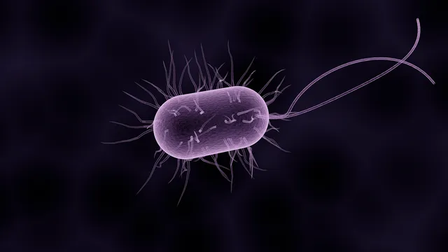 bacteria-1832824_1280.webp
