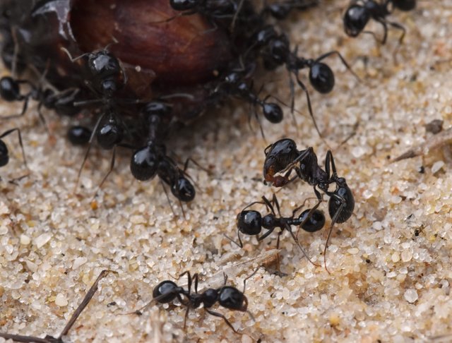 ants fruit 1.jpg