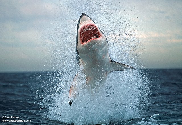 Great White Shark in the ocean.jpg