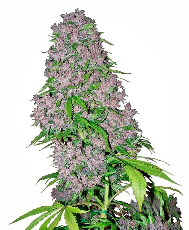 purple-bud-xl.jpg