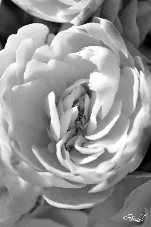  Fleur blanche2.jpg