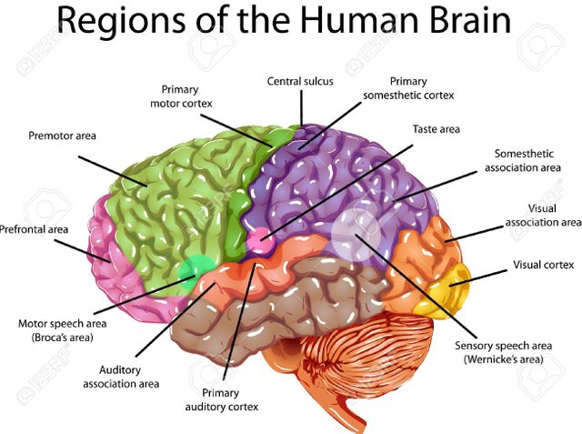 Human Brain.jpg