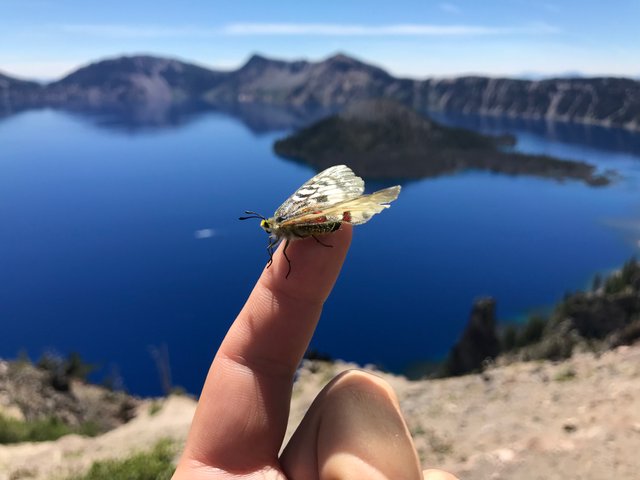 butterfly on my finger at Crater Lake, Oregon