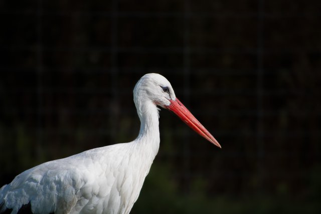 stork-7766801.jpg