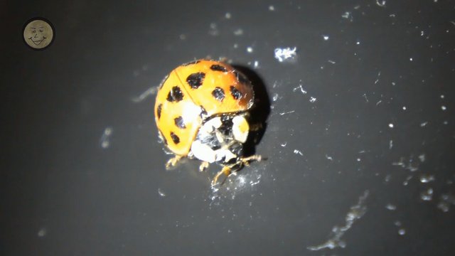 Steemit-Ladybug.JPG