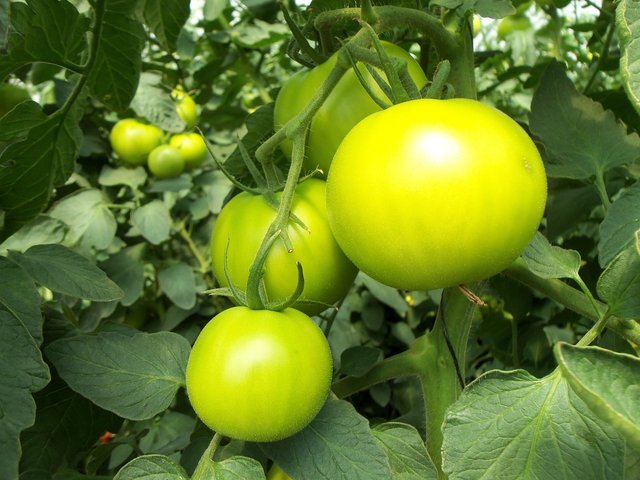tomatoes-941667_1280.jpg