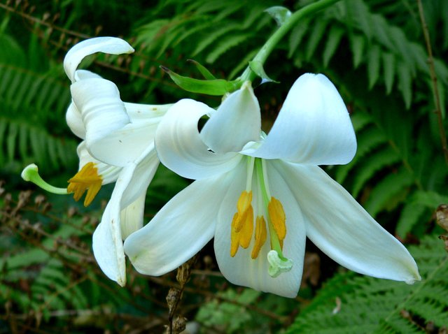 Lilium_candidum_1.jpg