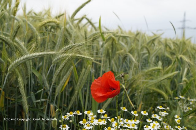 Feldblumen Wallfahrt Neviges 2017o617.jpg