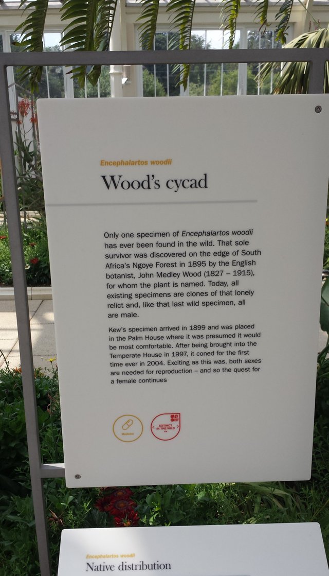 wood's cyad.jpg