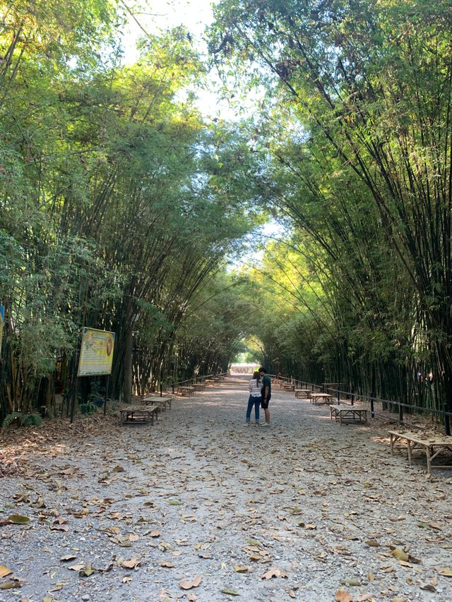 Bamboo Tunnel4.jpg