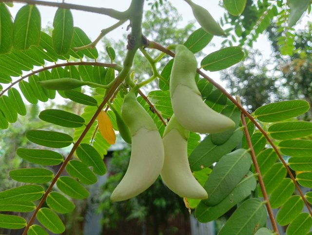 IMG20250420130609.jpg