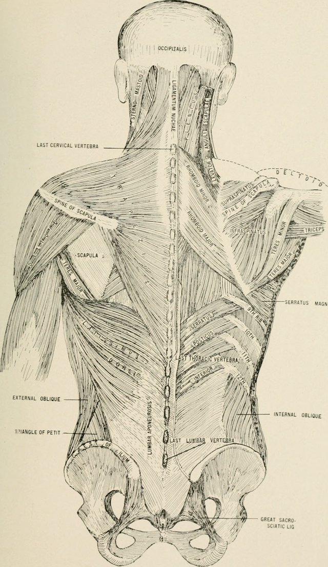 Anatomy_in_a_nutshell_-_a_treatise_on_human_anatomy_in_its_relation_to_osteopathy_(1905)_(18194200645).jpg
