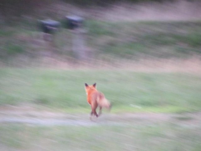 Red fox running 16Mar2012.jpg