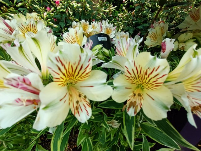 Peruvian lily.jpg