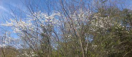 cherry-blossoms-sm.png