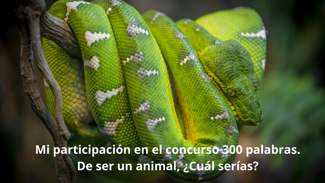 Mi participación en el concurso 300 palabras. De ser un animal, ¿Cuál serías.png