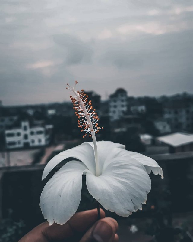 _heart_️DAILY FEATURE _heart_️ Without black, White is worthless.._black_heart_ . Clicked by_@sajjad__r ( 1350 X 1080 ).jpg