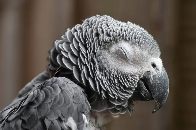 parrot-7527071_1280.webp