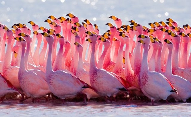 flamencos-670x410.jpg