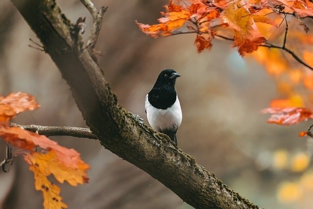 bird-9207453_640.jpg