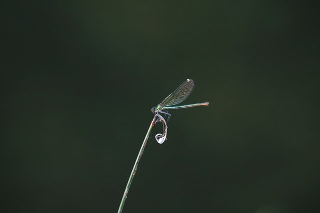 DSC02801.jpg