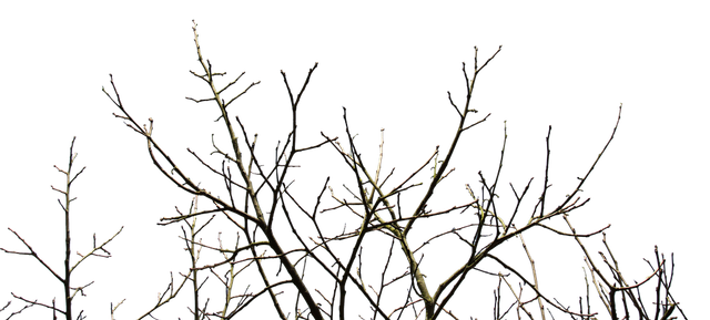 branches-2740419_960_720.png