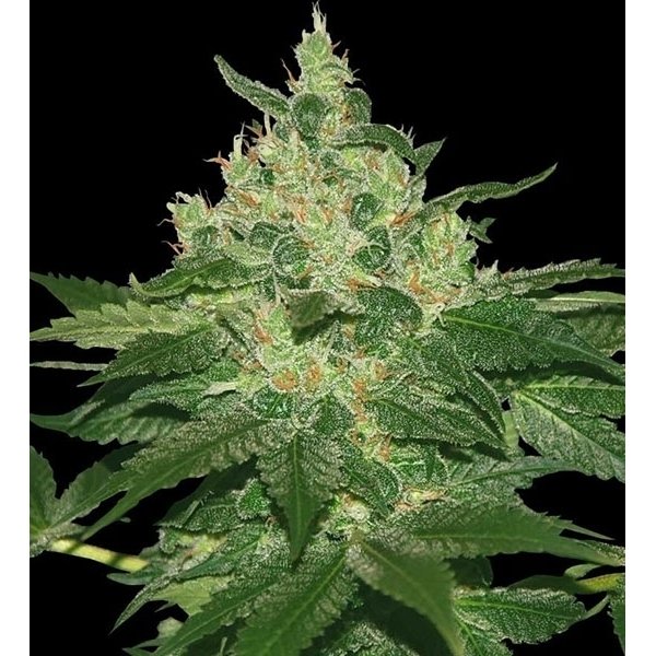 afghan-kush-feminized.jpg