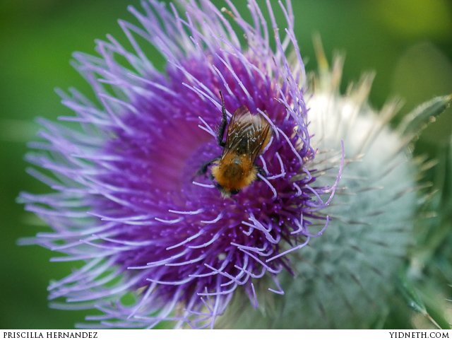 thistle - by priscilla Hernandez (yidneth.com).jpg