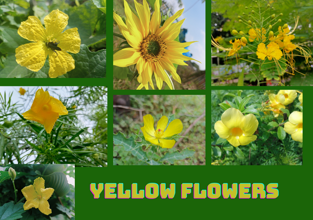 Yellow colour Flower (1).png