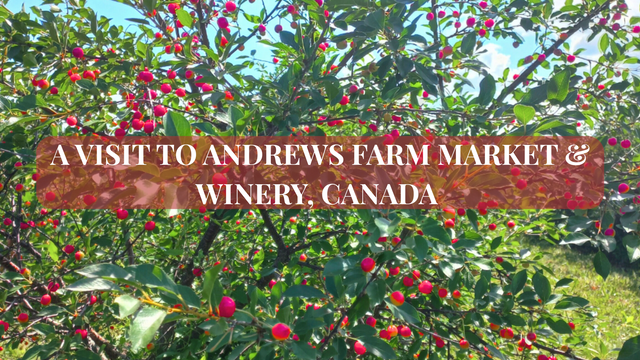 A Visit to Andrews Farm Market & Winery, Canada.png
