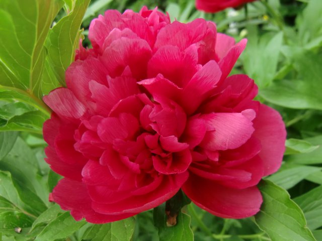 peony petals macro.JPG