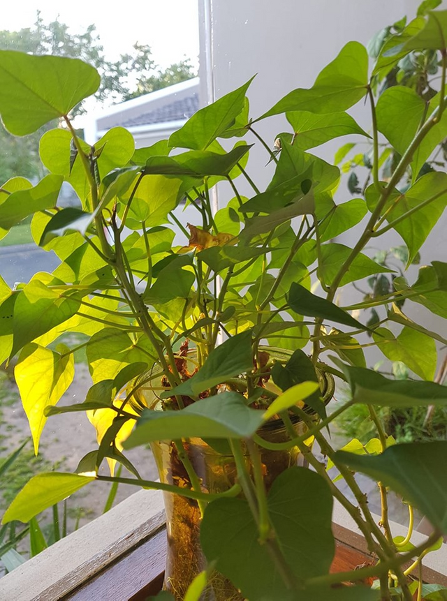 sweet potato growing.png