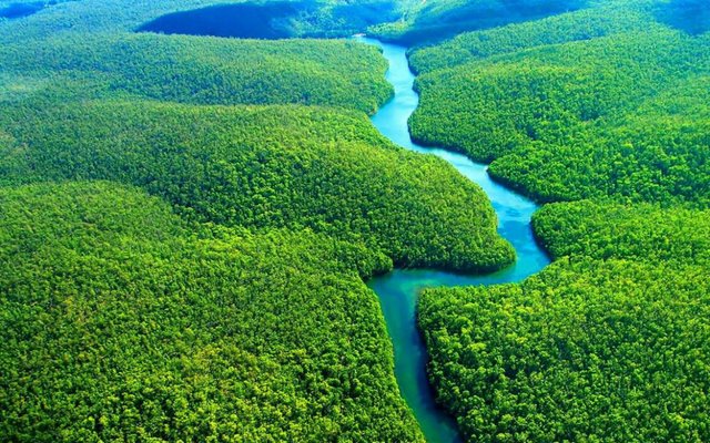 Preservem a Amazônia! 