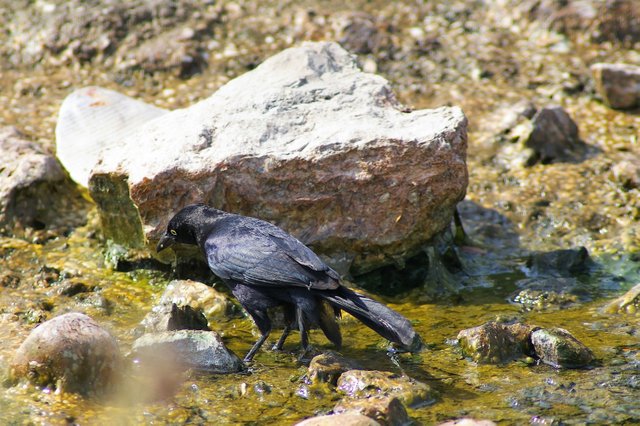 Pajarito negro.jpg