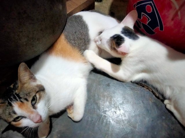 IMG20250619073421.jpg