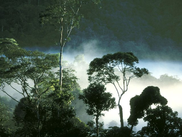 hutan-tropis-01.jpg
