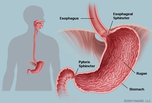 stomach-anatomy.jpg