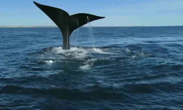 02.-Whales in Patagonia-0.jpg