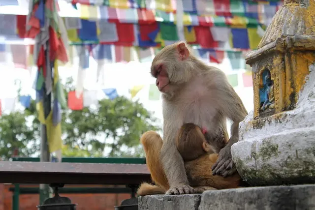 sleeping-monkey-at-monkey-temple-nepal-e1441031613142.jpg.webp