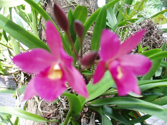 Queen Sirikit Park - orchids