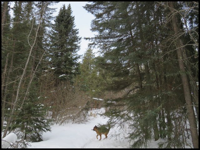 evergreens at head of lane with Bruno running with stick.JPG