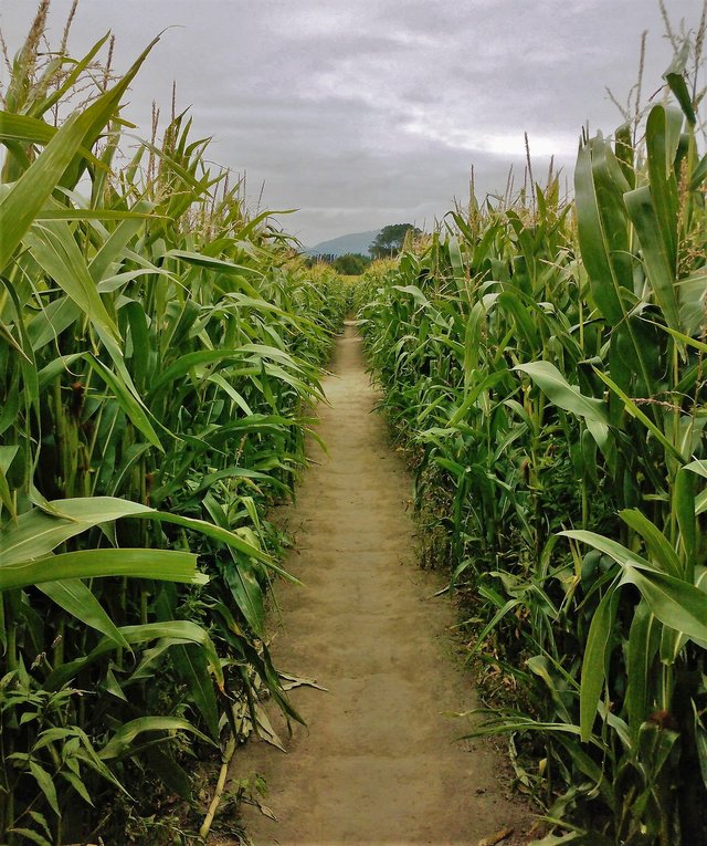 Inside_a_corn_maze_near_Christchurch,_New_Zealand.JPG