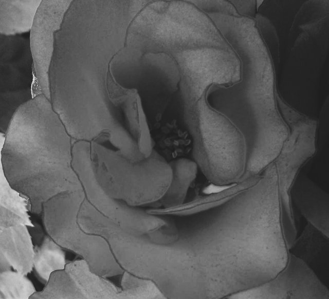 Flower Photography B&W Knock-out Rose Single Close-up May 28 2017.jpg