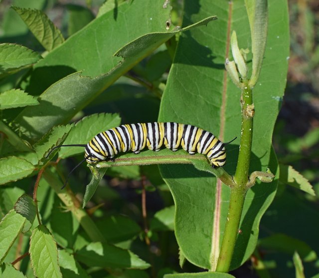 monarch-butterfly-caterpillar-2787009_1280.jpg