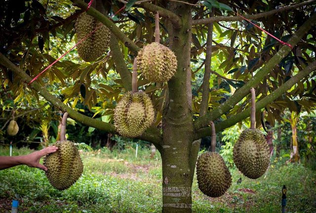 durian_tree_indonesia_farmer.jpg