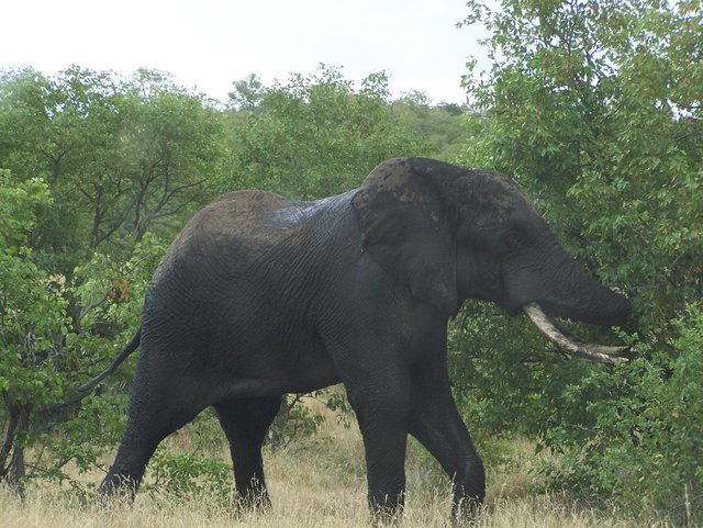 Tzendsi100_0945.jpg