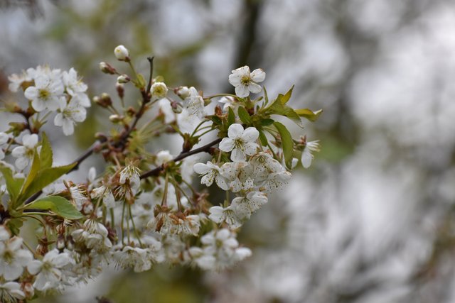 cherry blossom spring.jpg