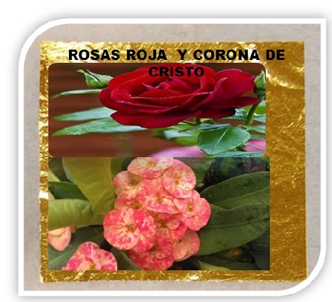 rosas Y CORONA DE CRISTO .jpg